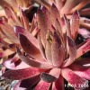 Sempervivum 'Devils Touch'