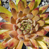 Sempervivum 'Devils Touch'