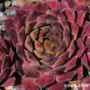 Sempervivum 'Gratiana'