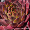 Sempervivum 'Gratiana'
