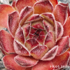 Sempervivum 'Titania'