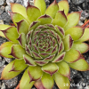 Sempervivum 'Titania'