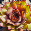 Sempervivum 'Titania'
