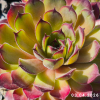 Sempervivum 'Titania'