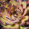Sempervivum 'Titania'