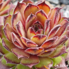 Sempervivum 'Titania'