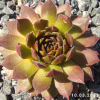 Sempervivum 'Pacific Blazing Star'