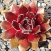 Sempervivum 'Pacific Blazing Star'