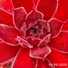 Sempervivum 'Pacific Blazing Star'