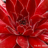 Sempervivum 'Pacific Blazing Star'