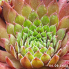 Sempervivum 'Pacific Blazing Star'