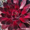 Sempervivum 'Pacific Blazing Star'