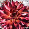 Sempervivum 'Pacific Blazing Star'