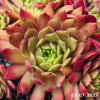 Sempervivum 'Pacific Blazing Star'