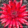 Sempervivum 'Pacific Blazing Star'