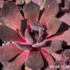 Sempervivum 'Clare'