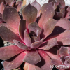 Sempervivum 'Clare'