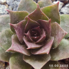 Sempervivum 'Krafla'