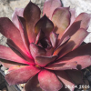 Sempervivum 'Krafla'