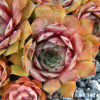 Sempervivum 'Krafla'