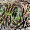 Jovibarba heuffelii 'Fante'