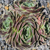 Jovibarba heuffelii 'Fante'