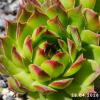 Sempervivum 'Andinn Crone'