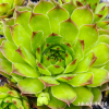 Sempervivum 'Andinn Crone'