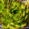 Sempervivum 'Andinn Crone'