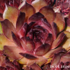 Sempervivum 'Goldrose'
