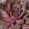 Sempervivum 'Esthetique du Mal'