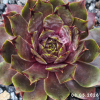 Sempervivum 'Esthetique du Mal'