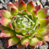 Sempervivum 'Takane No Hana'