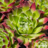 Sempervivum 'Takane No Hana'