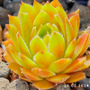 Sempervivum 'Garden Party'