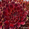 Sempervivum 'Garden Party'