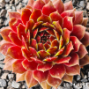 Sempervivum 'Garden Party'