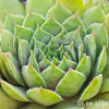 Sempervivum 'Roter Zwerg'