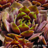 Sempervivum 'Roter Zwerg'
