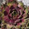 Sempervivum 'Roter Zwerg'