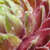 Sempervivum 'Summer Symphony'