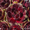 Sempervivum 'Summer Symphony'