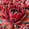 Sempervivum 'Summer Symphony'