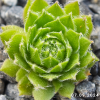 Sempervivum 'Tira'