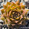 Sempervivum 'Tira'