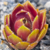 Sempervivum 'Tira'