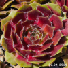 Sempervivum 'Tira'