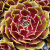 Sempervivum 'Tira'