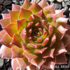 Sempervivum 'Hart'