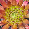 Sempervivum 'Hart'